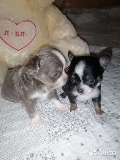 Щенки чихуахуа мини