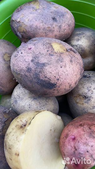 Картофель новый урожай 2024