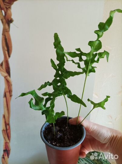 Папоротник нефролепис Зеленая волна