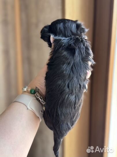 Девочка мини дш