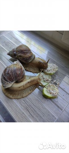 Улитки ахатины