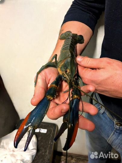 Аккр (маточное)