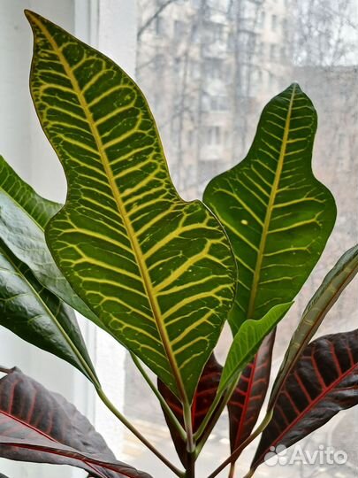 Кодиеум (Кротон)