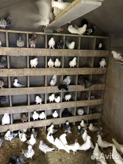 Голуби разных пород