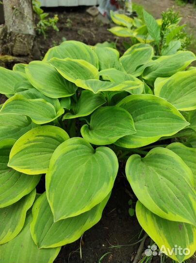 Хосты новинки