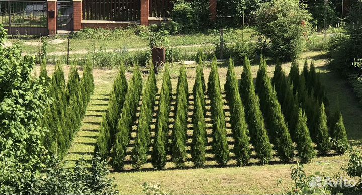 Туя смарагд