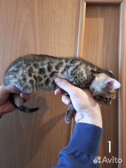 Бенгальские котята