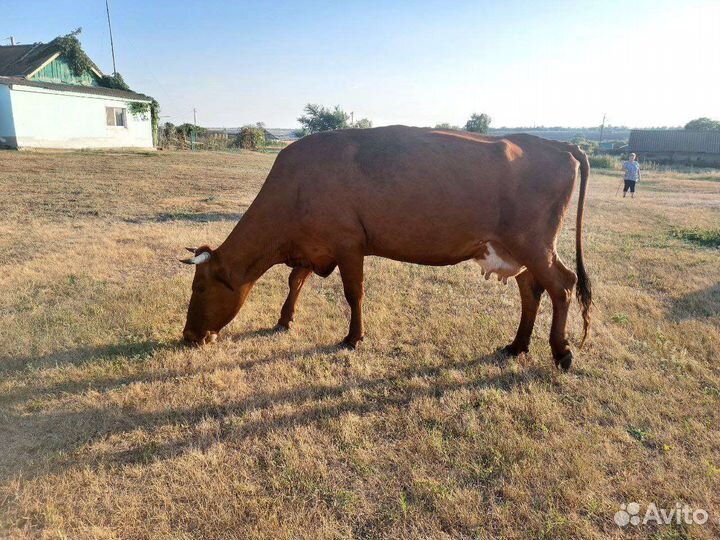 Корова стельная дойная