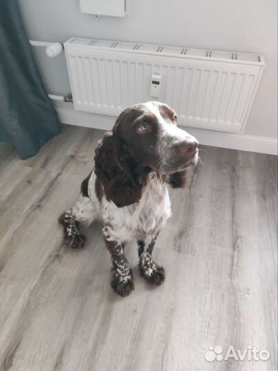 Русский спаниель вязка
