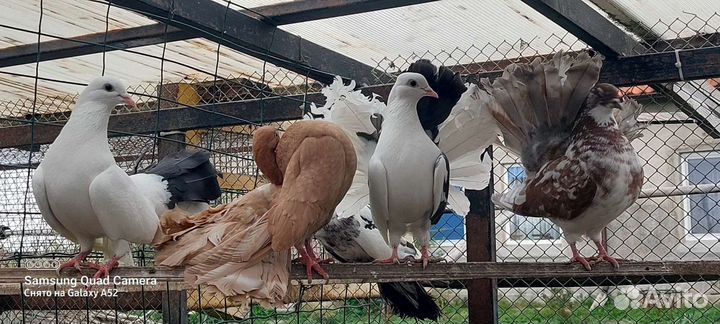 Голуби