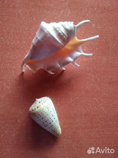 Раковины, ракушки