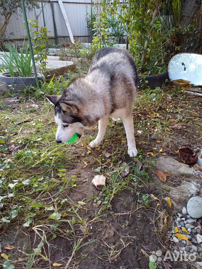 Сибирский хаски