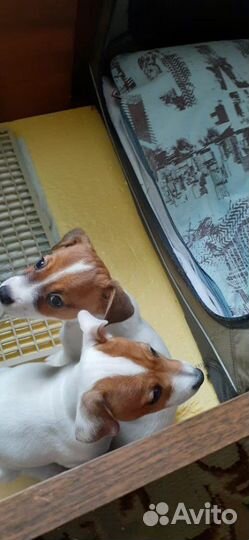 Кобель Джек Рассел терьер для вязки