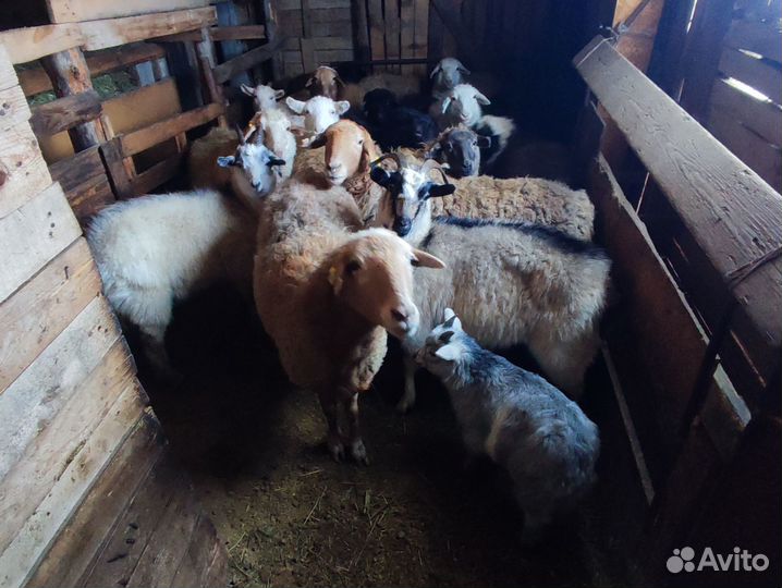 Овцы и козы
