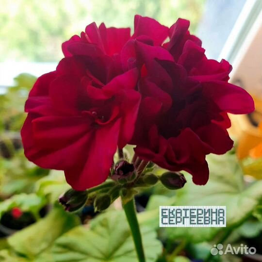 Пеларгония герань карликовая Капля Черники