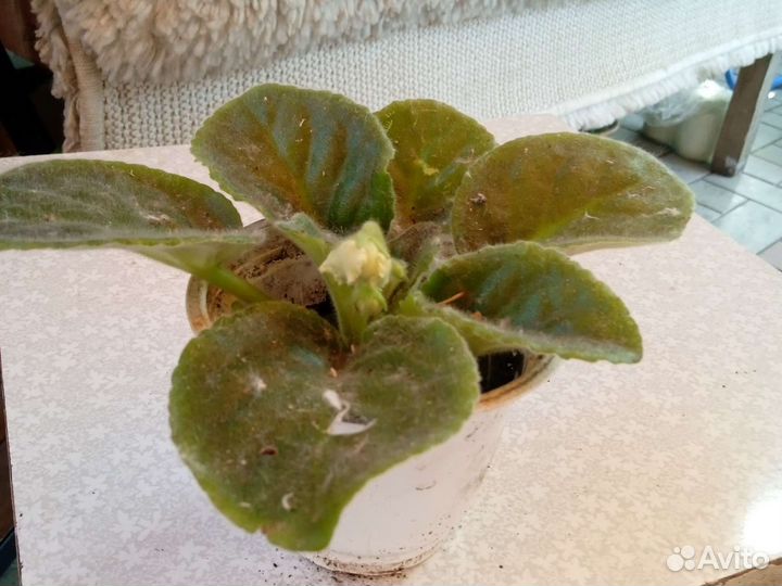 Цветы комнатные и огородные