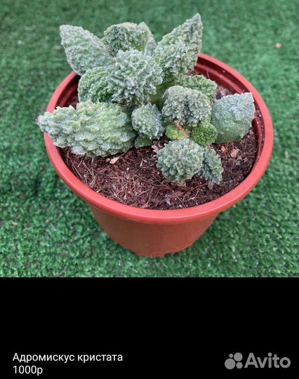 Суккуленты, большой выбор из питомника растений