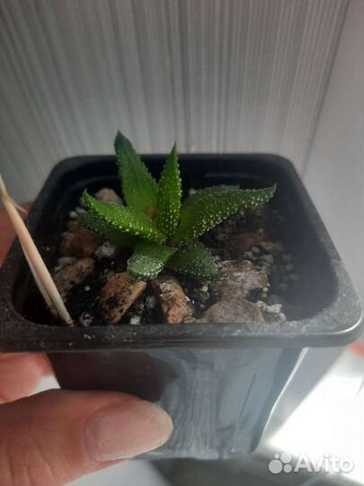 Пеперомия долотовидная и хавортия