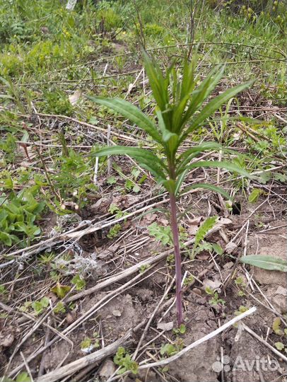 Иван чай ферментированный 2024