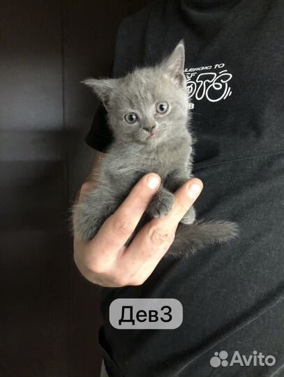 Британские котята короткошерстные