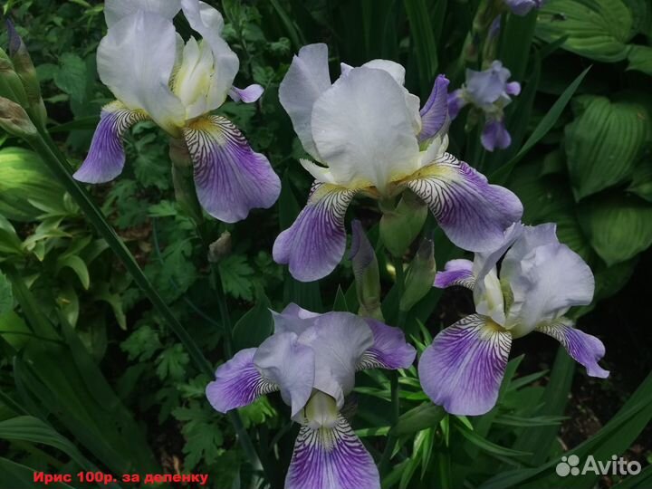 Сирень,жасмин,черенки д.прививки,многое др