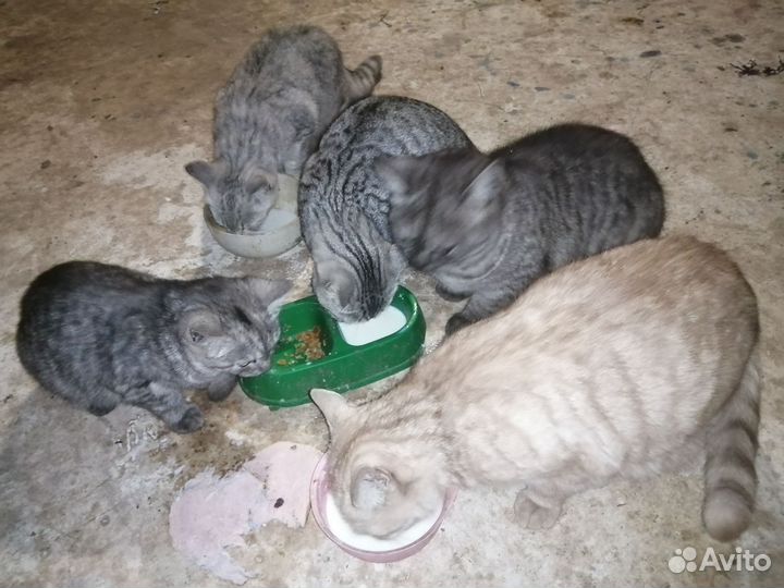 Котенок подросток