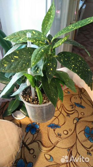 Аукуба японская