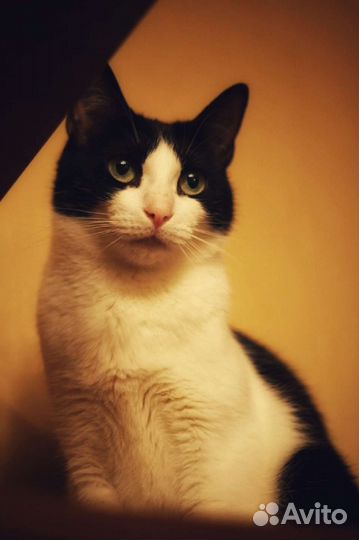 Кошка в дар бесплатно