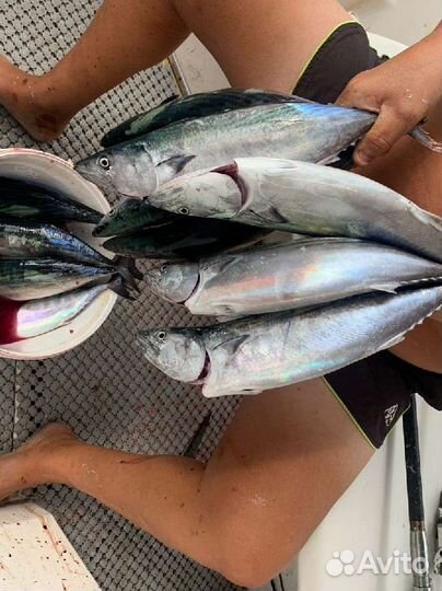 Рыбалка и морские прогулки