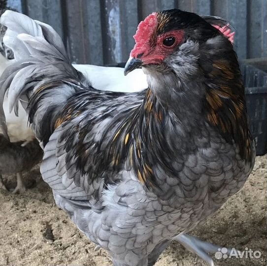 Яйцо инкубационное Амераукана