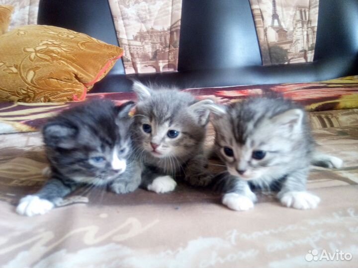 Отдам добрые руки,3 мал. и 3 дев