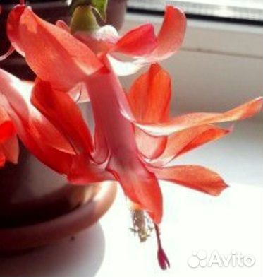 Декабрист (разные цвета)