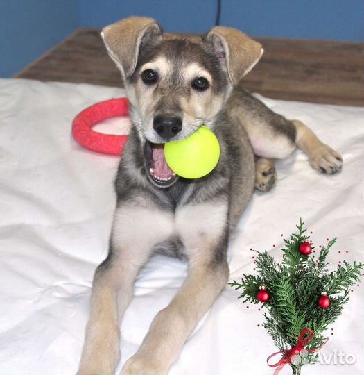 Щенок мальчик