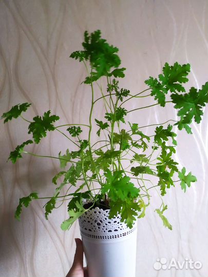 Пеларгония герань(душистая)