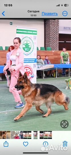 Кобель Немецкой овчарки Вязка