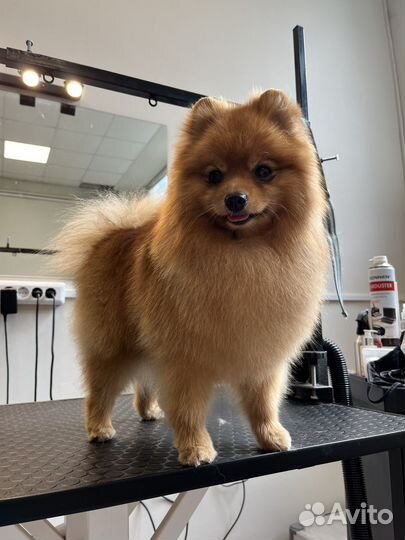 Груминг (стрижка собак)