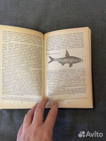 Сабанеев Рыбы России том 2