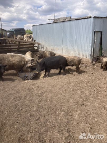 Сельхоз животные