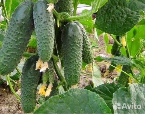 Арктика,Кураж,Ратник семена