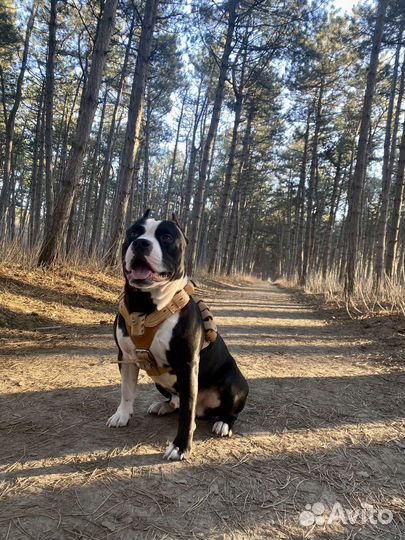 Стаффордширский терьер на вязку жених