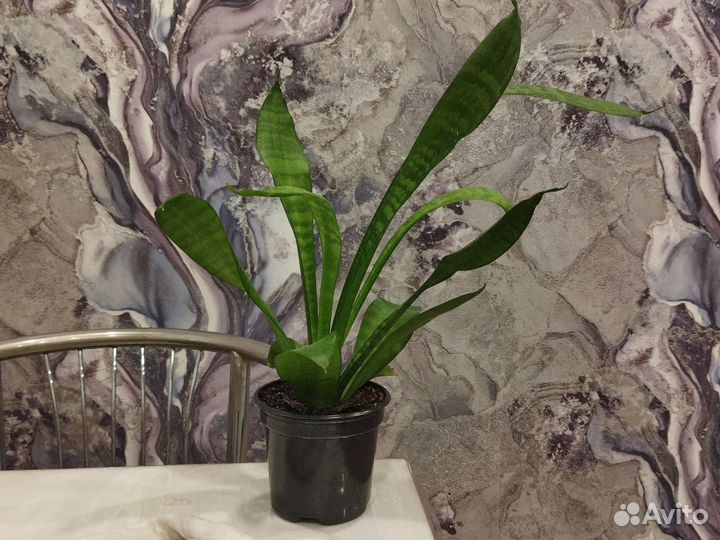 Растение щучий хвост