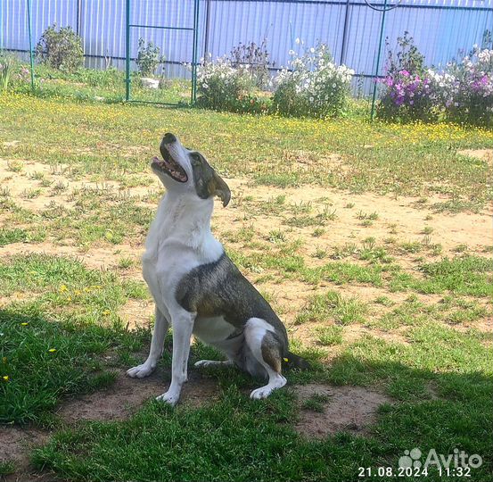 Собака в добрые руки