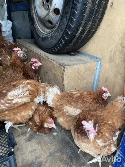 Курицы несушки
