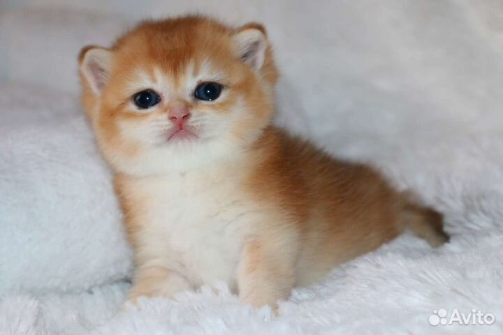 Котята золотые британские шиншилы и голубое золото