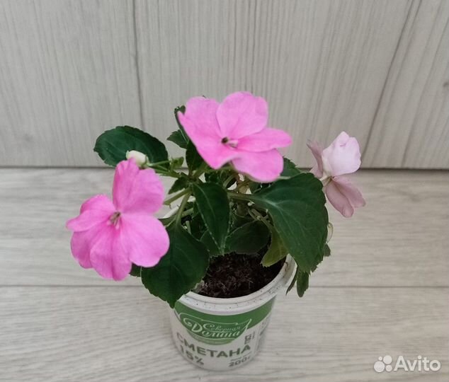 Бальзамин ванька мокрый