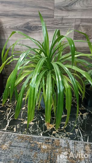 Пальма панданус