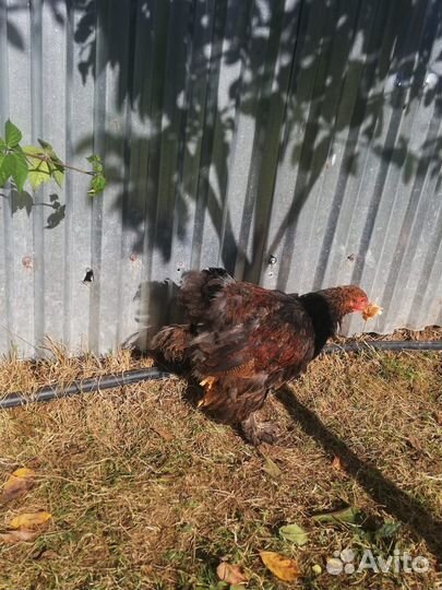 Молодые курочки и петушки (4,5 месяца)
