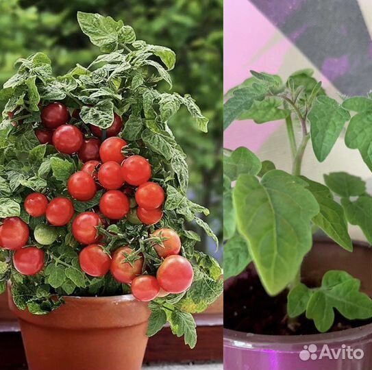 Комнатные,многолетние томаты