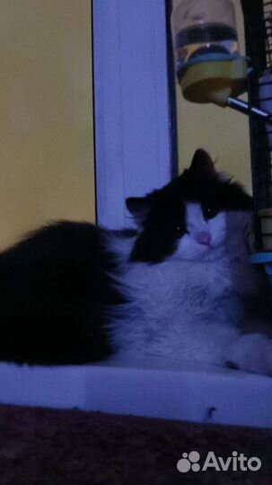 Отдам кота бесплатно