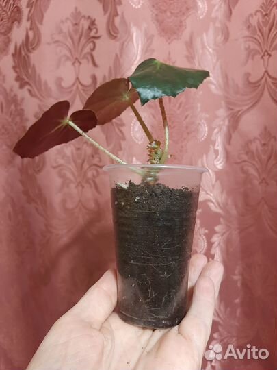 Бегония Фиста